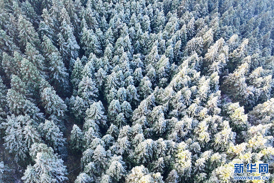 重庆酉阳：冬日山林雪韵浓