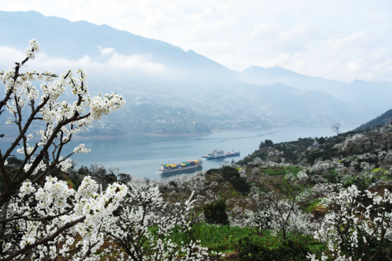 第七届长江三峡（巫山）李花节将于3月15日举行_fororder_微信图片_20250312122300