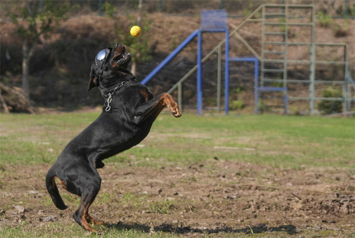 重庆北碚：警犬训练忙