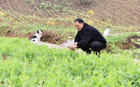 重庆涪陵：大山深处的“蔬菜村”助农增收