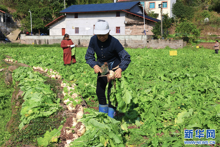 重庆綦江：草蔸萝卜带出“甜日子”