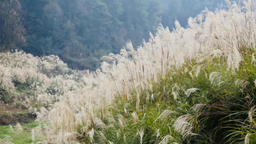 重庆涪陵：“芦苇荡”成网红打卡地