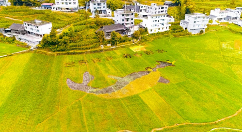 “全国民族团结进步模范个人”杨聪：做激活小山村旅游活力的“引路人”