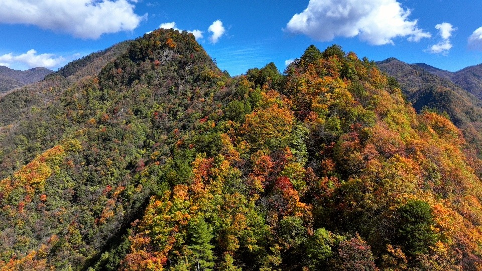 重庆城口：层林尽染 “瞰”万山红遍