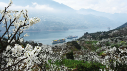 第七届长江三峡（巫山）李花节将于3月15日举行