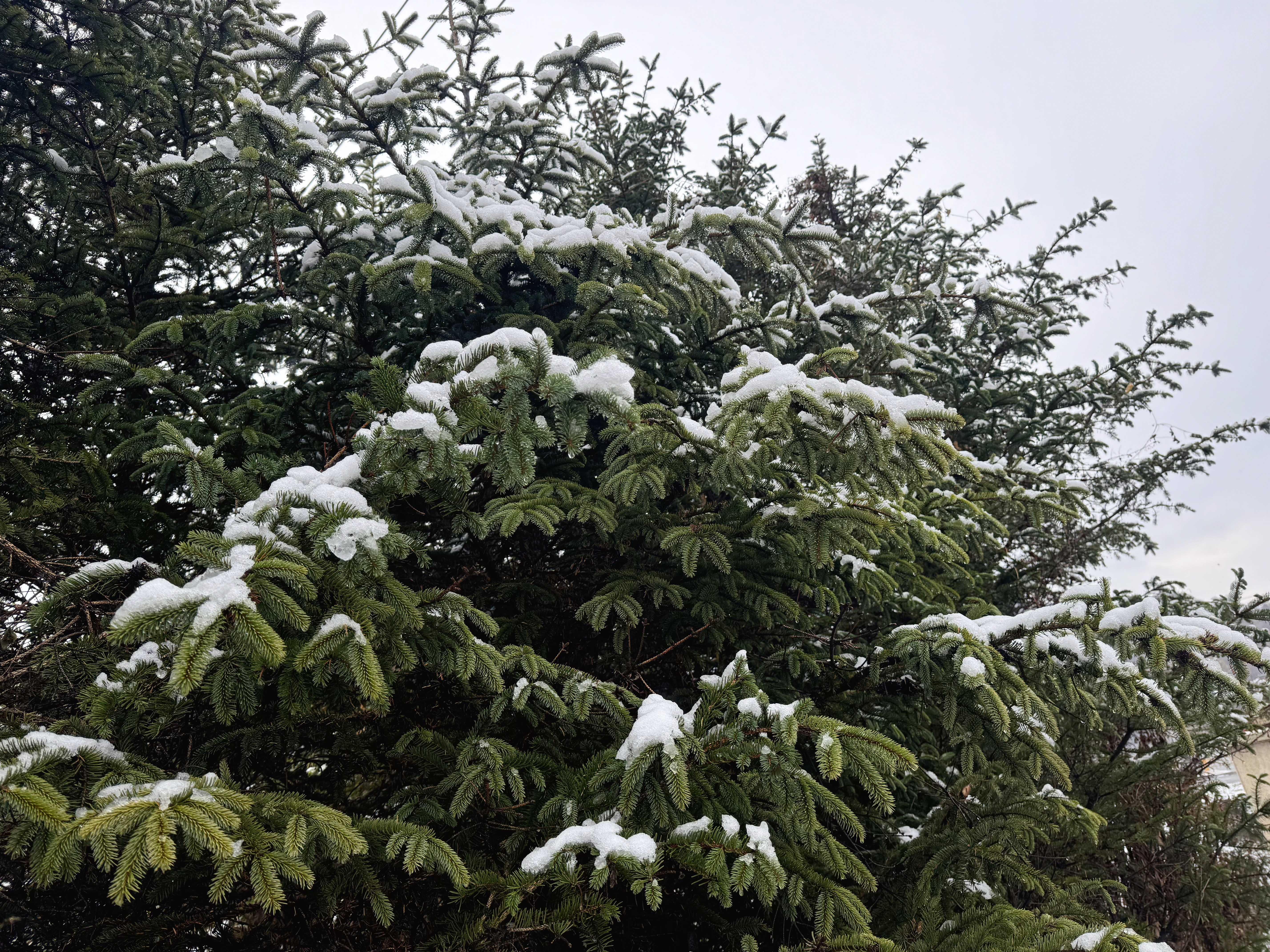 通化：初雪映山城