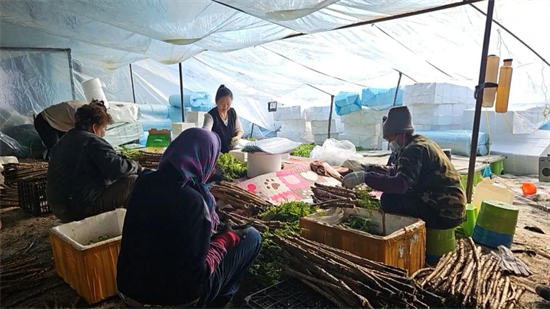 吉林安图：反季山野菜“下山” “进棚”抢“鲜”尝