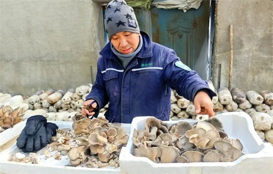 吉林安图：冬日好“丰”景 食用菌撑起“致富伞”