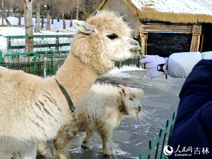 来长白山雪绒花雪乐园尽情“撒泼”