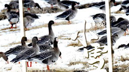 双语海报 | 迎冬小雪至 候鸟翩跹延边来