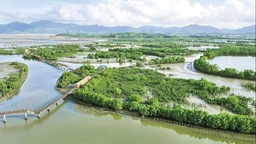 广东湿地、红树林总面积居全国前列