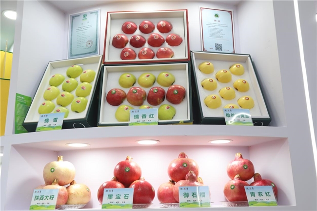 陕西生物科技：科技之光照亮健康之路
