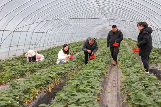 贵州都匀：草莓甜蜜上市 开启冬日“莓”好时光