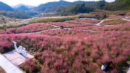 贵阳白云：石龙村粉黛花田绽放 矿山生态修复成就乡村旅游新亮点