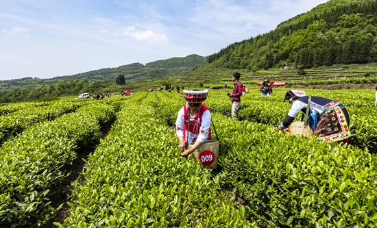 六盘水市水城区：北纬茗茶带 首品水城春