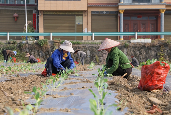 贵州天柱：蔬菜种植保供应  群众就业促增收