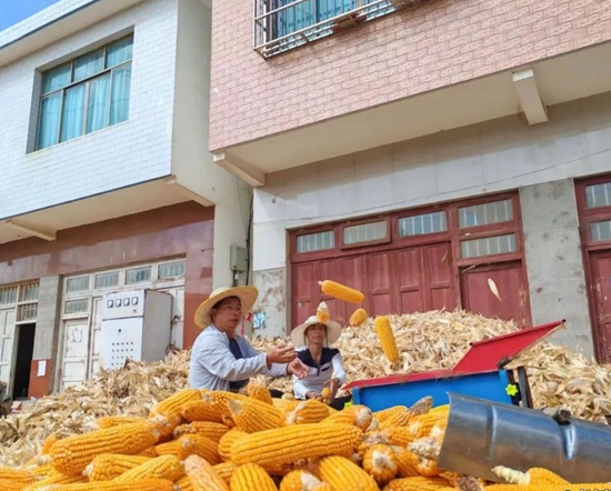 贵州六盘水市水城区：玉米丰收好时节 遍地金黄粮满仓