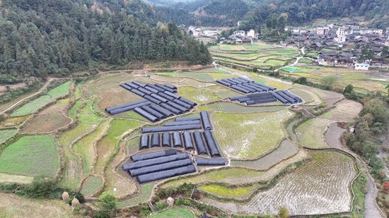 贵州镇远羊场镇：“冬闲田”里种菌忙