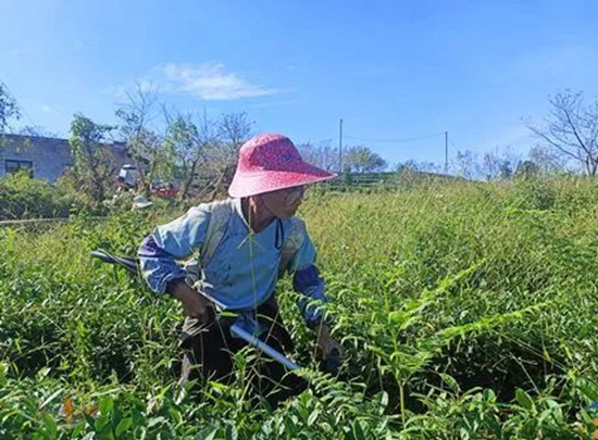 贵州平塘：秋冬管护忙 来年茶飘香