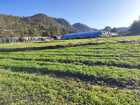 贵州镇远羊场镇：油菜种植正当时 奏响秋冬种生产“交响曲”