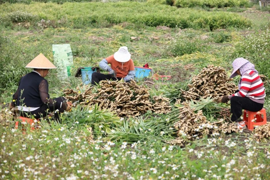 贵州安顺黄果树旅游区：小黄姜喜迎丰收季 乡村振兴添动力