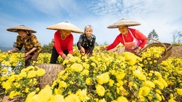 贵州天柱：“功夫菊”催生“产业链”