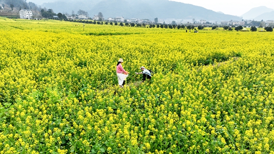 贵州绥阳：春日赏花出游正当时_fororder_DJI_0866 拷贝