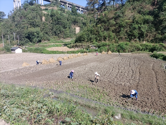 贵州镇远报京乡：油菜育苗播种绿色希望