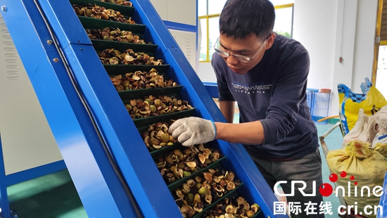 贵州贵定：油茶产业深加工助力农户增收致富