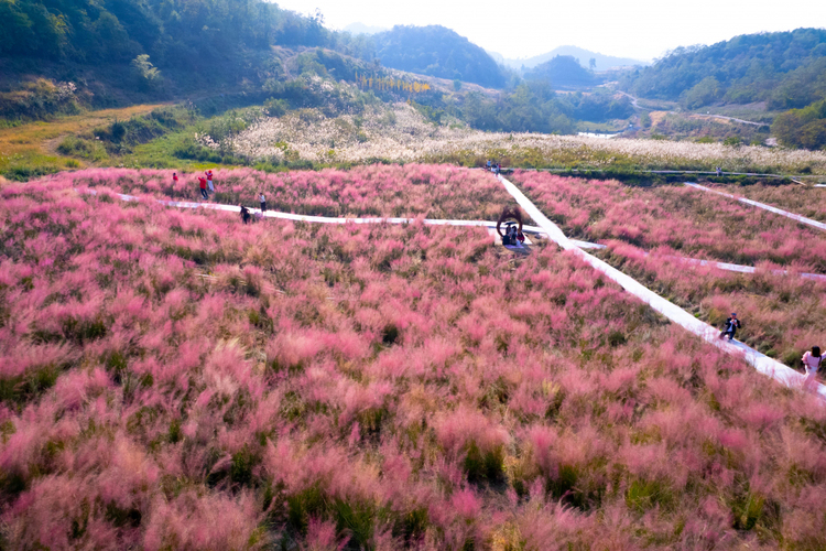 贵阳白云：石龙村粉黛花田绽放 矿山生态修复成就乡村旅游新亮点