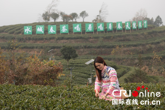 全国早茶大会暨2025年“贵州绿茶”第一采活动在六盘水拉开帷幕