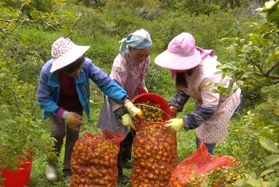 六盘水市水城区：持续推进秋冬刺梨管护培训 助力产业增效农户增收