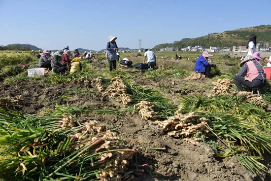 贵州安顺经开区：生姜采收正当时 促农增收助振兴