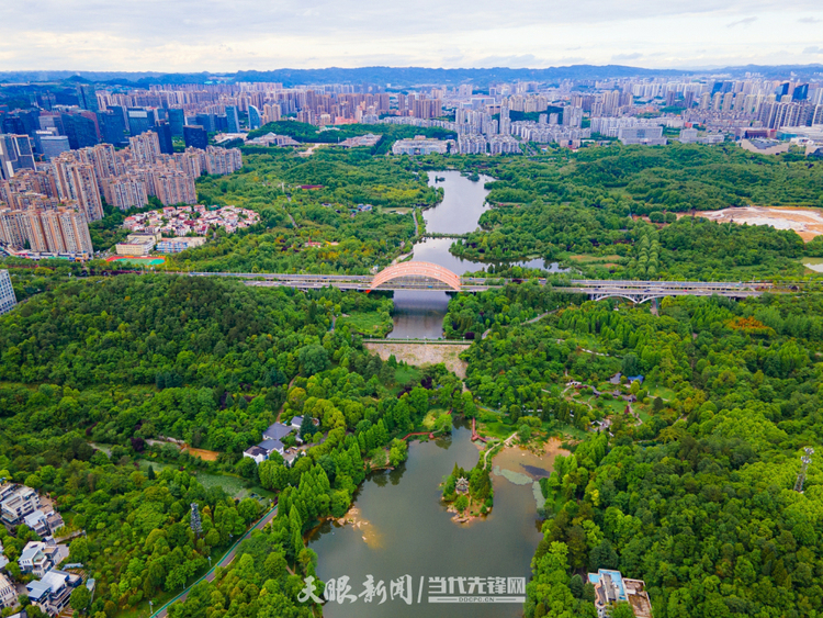 十一载“春天之约” ！贵州“生态绿”绽放“金银花”