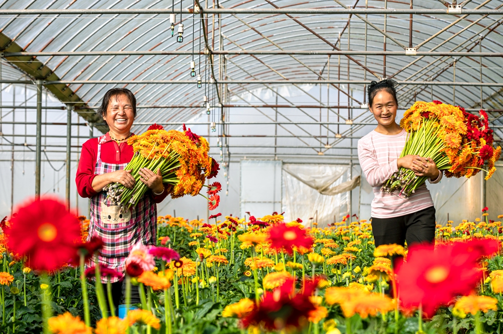 贵州黔西：鲜花经济助增收