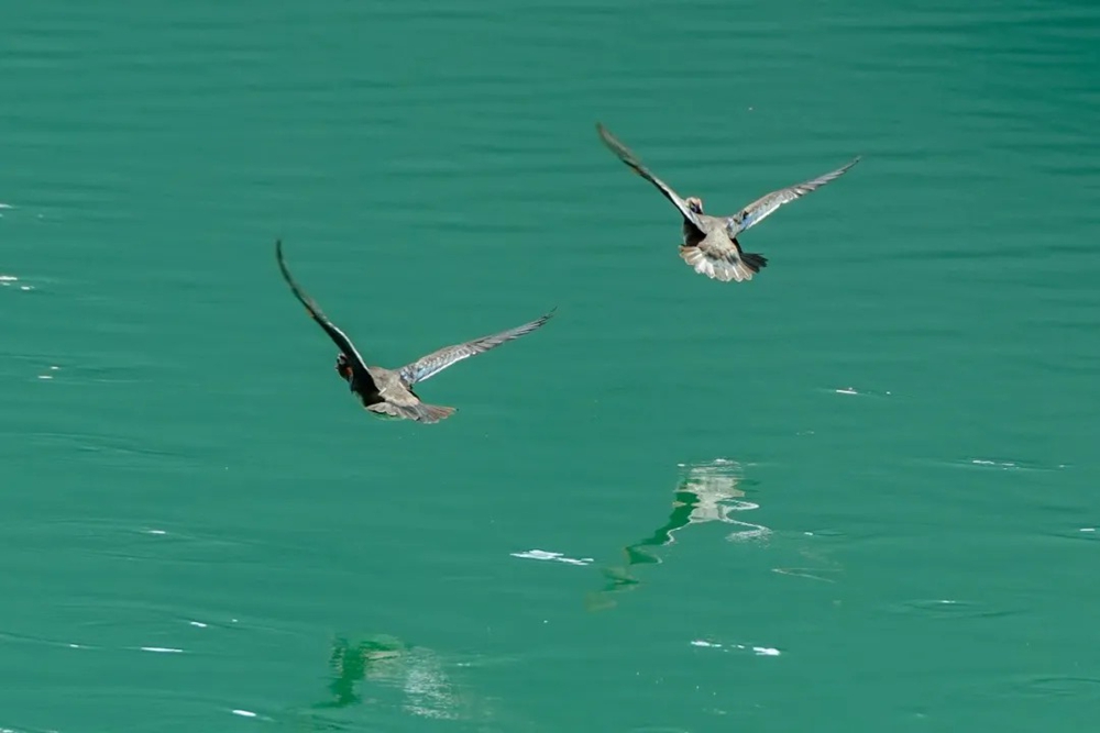 贵州岑巩龙鳌河现野生鸳鸯