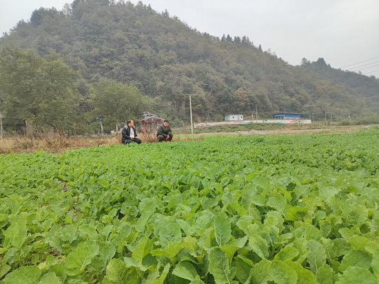 贵州镇远羊场镇：油菜种植正当时 奏响秋冬种生产“交响曲”