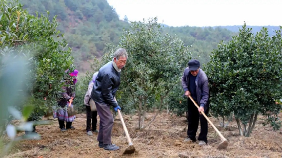 贵州威宁：短柱油茶绿青山 茶油金黄香满园