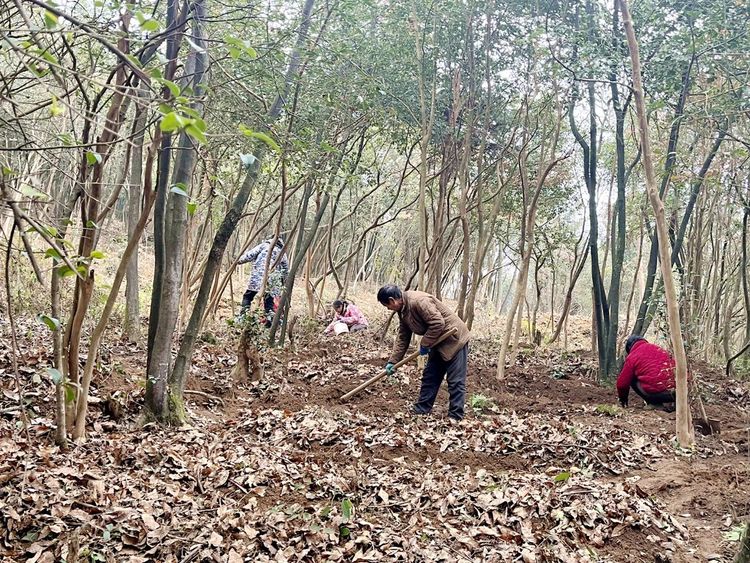 贵州镇远羊场镇：天麻种植正当时 林下“生金”促增收