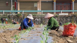 贵州天柱：蔬菜种植保供应  群众就业促增收