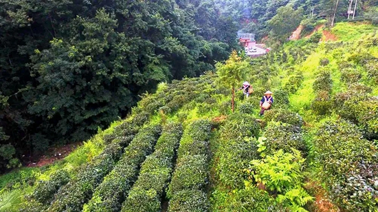 贵州黔西南州打造早茶产业新高地_fororder_640