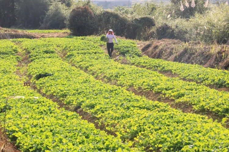 贵州都匀全速推进12.3万亩油菜播种