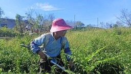 贵州平塘：秋冬管护忙 来年茶飘香