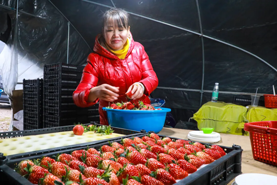 贵州都匀：草莓甜蜜上市 开启冬日“莓”好时光