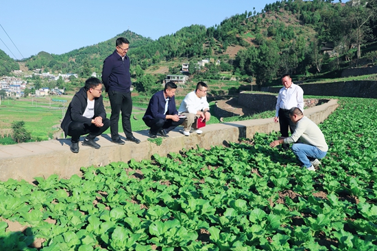 贵州仁怀三合镇：娃娃菜绿满田  轮种模式促增收