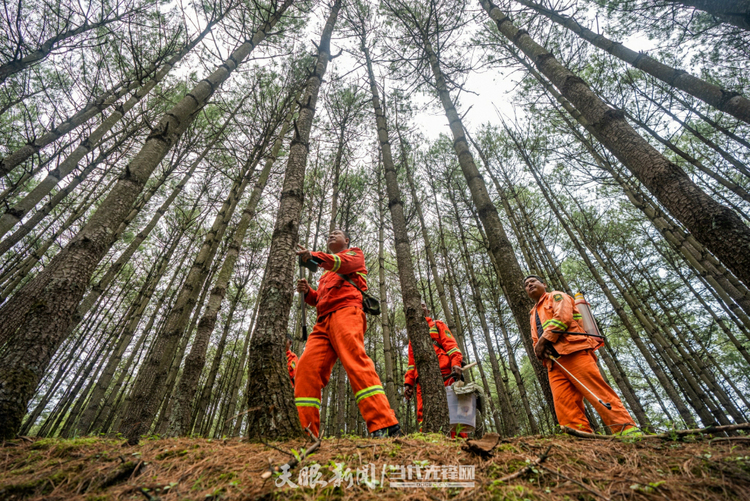 十一载“春天之约” ！贵州“生态绿”绽放“金银花”