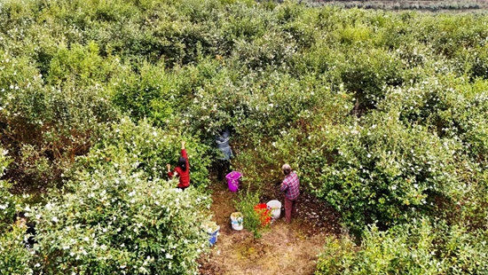 贵州贵定：山间茶香飘满园 油茶产业绘新篇