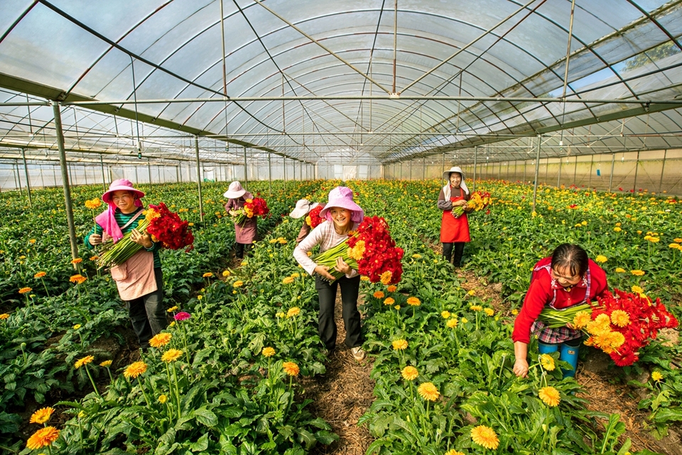 贵州黔西：鲜花经济助增收