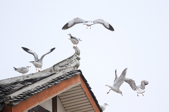 贵州威宁：人鸟共绘冬日温馨画卷