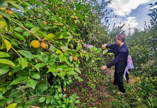 亩产突破1000公斤 贵州天柱油茶林提质增效改造示范成效明显